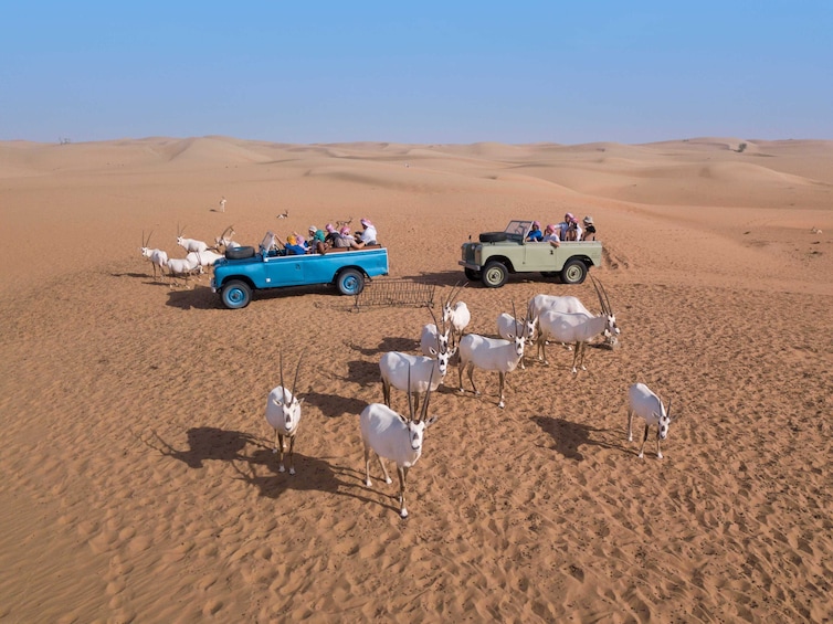Heritage Safari by Vintage Land Rover