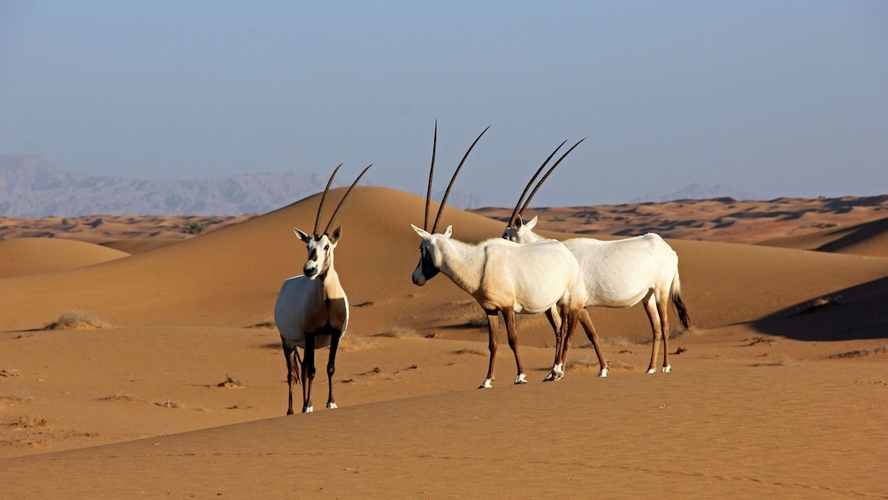 three gazelles on sand dunes in Dubai