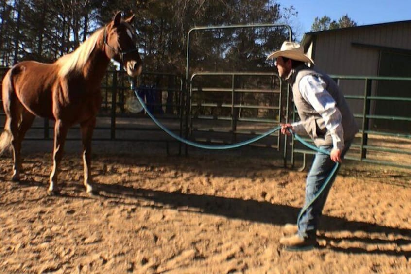 To build the ultimate connection with your horse we work with you on a series of ground exercises while learning to apply the language of the horse.