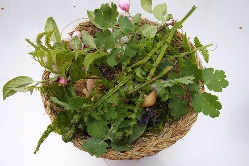 Show item 4 of 9. Botanical Collecting Experience