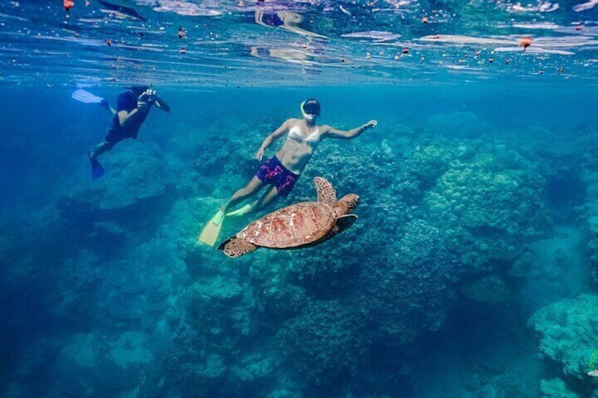 Turtle Sea Scooter Safari