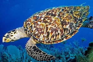 Turtle Sea Scooter Safari