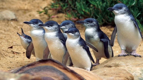 Phillip Island Penguins, Koalas & Wildlife