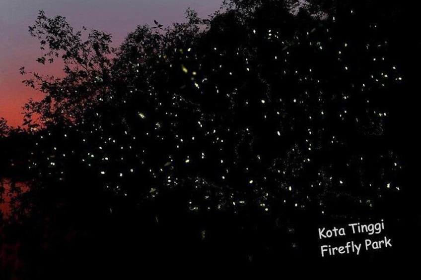 Kota Tinggi Fireflies