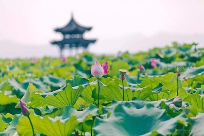 All-Inclusive Classic Private Hangzhou Day Trip from Shanghai by Bullet Tra...