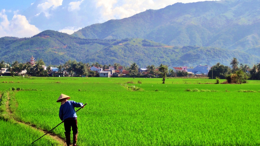 Farmer working on the rice paddy in Nha Trang