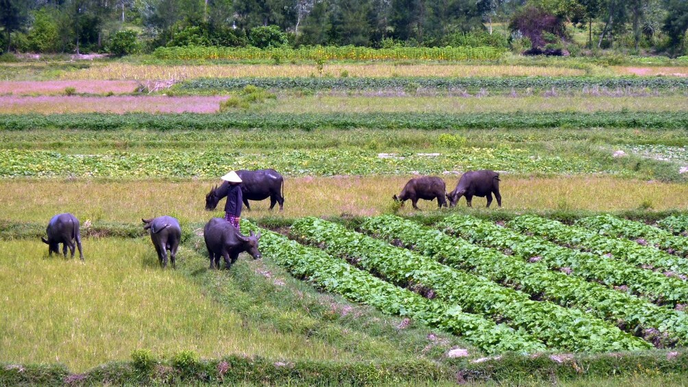 Farmer tending to the crops in Nha Trang