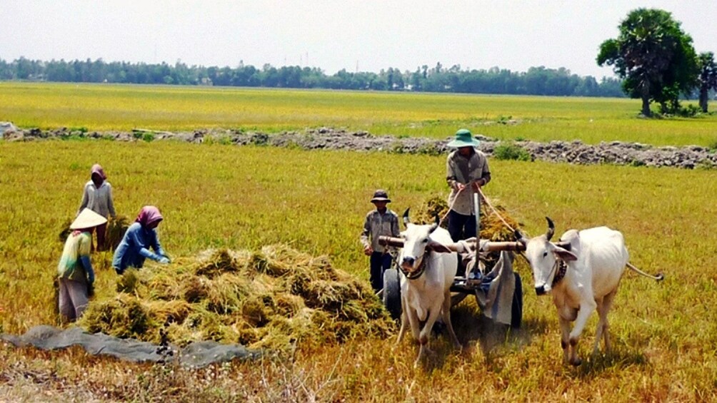 Farmers gathering crops in Nha Trang