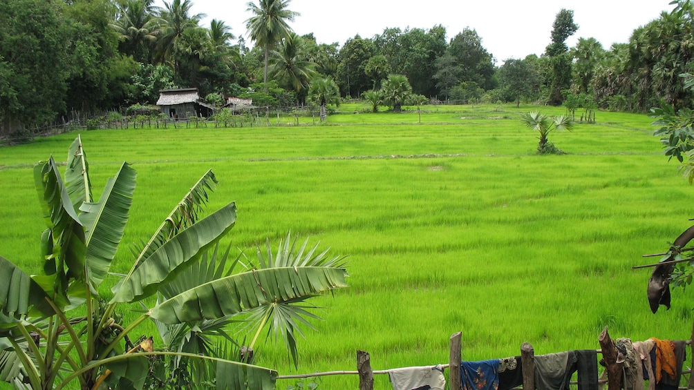 Rice paddies in Nha Trang