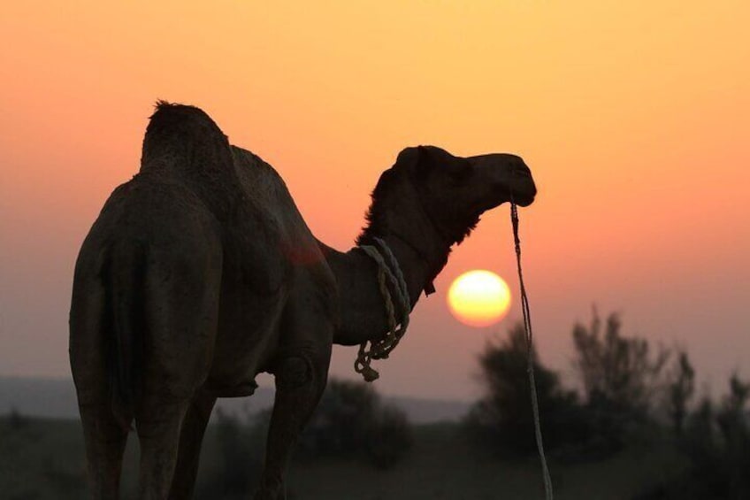 Half-Day Sunset Desert Safari