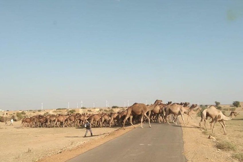 Camel Caravan 