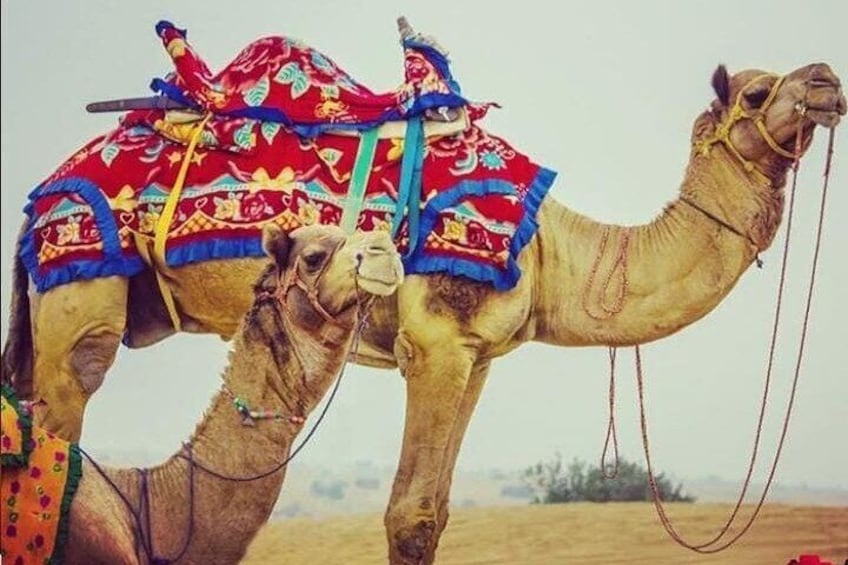 decorate Camel