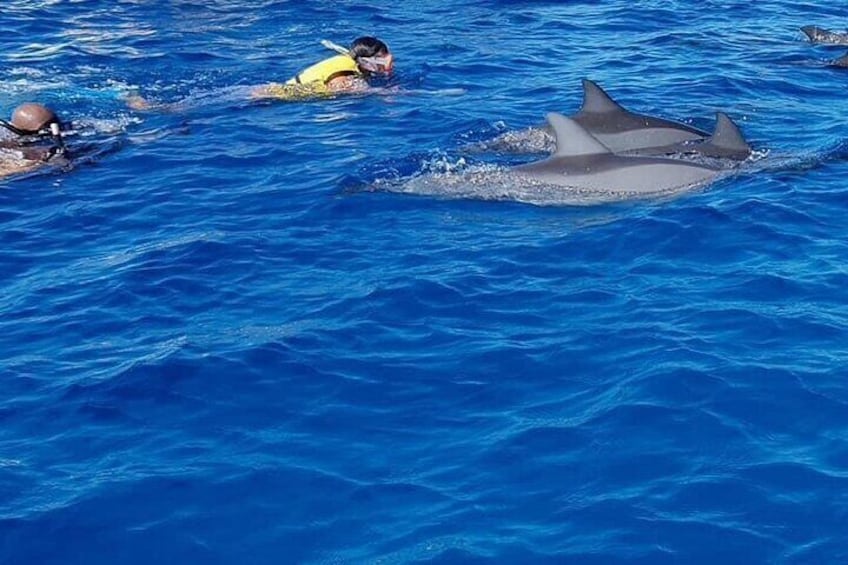 Full-Day Swimming with Dolphins and Casela Nature Park Tour in Mauritius