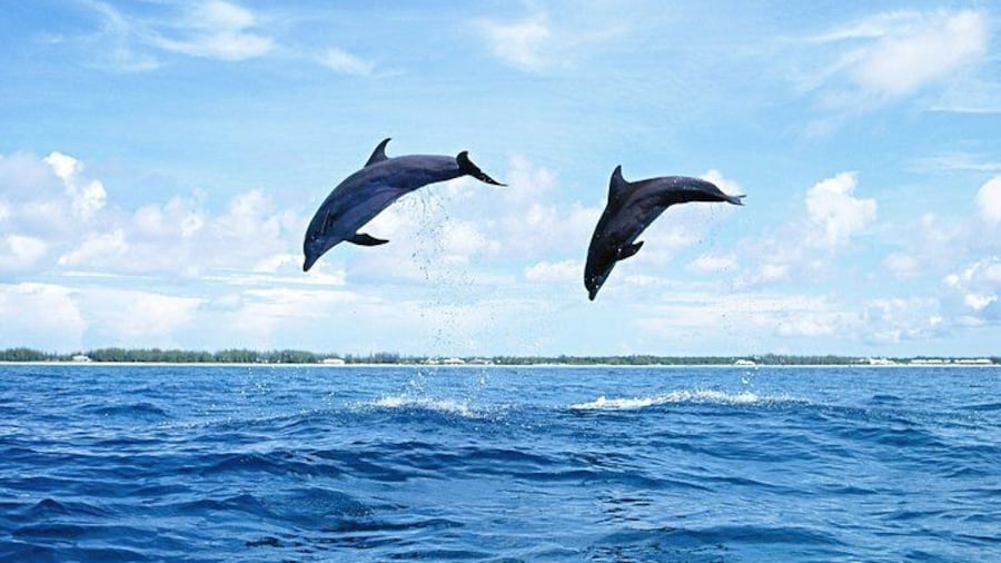 Full-Day Swimming With Dolphins And Casela Nature Park Tour in Mauritius