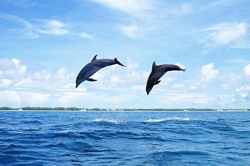 Full-Day Swimming With Dolphins And Casela Nature Park Tour in Mauritius