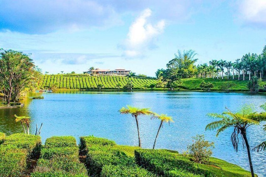 The Gorgeous South of Mauritius: Full day tour incl Tea Route & Crocodile park