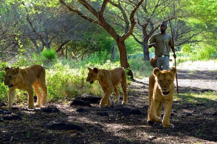 Casela World of Adventures, West of Mauritius