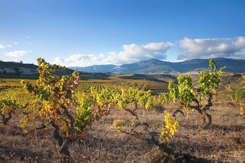 La Rioja two wineries visit with wine tasting and pintxos in small group tour