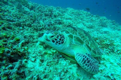 Da Gili Trawangan e Gili Air Snorkeling Viaggio condiviso e privato