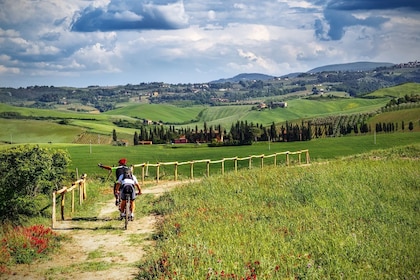 Full-Day Chianti Bike Tour from Siena