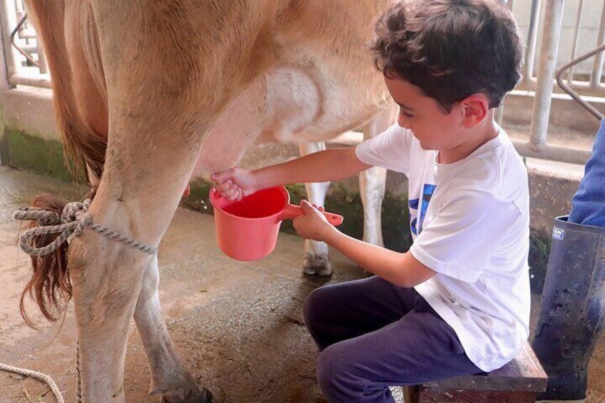 Finca El Paraiso Farm & Cheese Tour