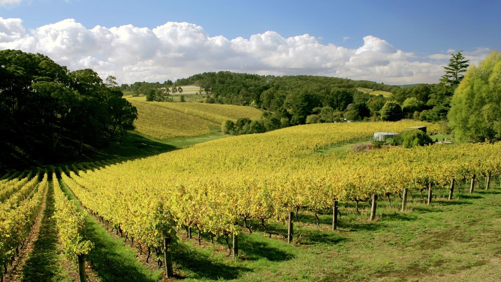 Vineyard in McLaren Vale