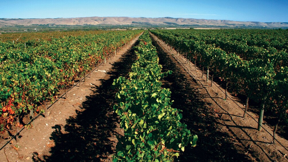 Rows of vines at a vineyard in McLaren Vale