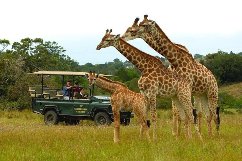 Guided drive with Giraffe