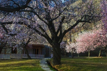 Cherry Blossom Tour -Hunza Valley