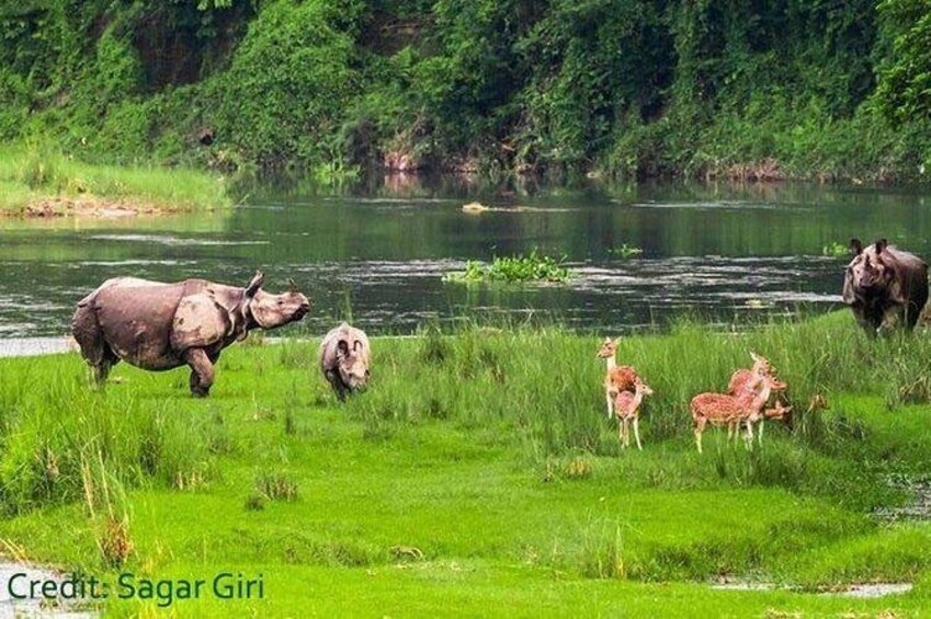 Show item 4 of 7. Jungle Safari