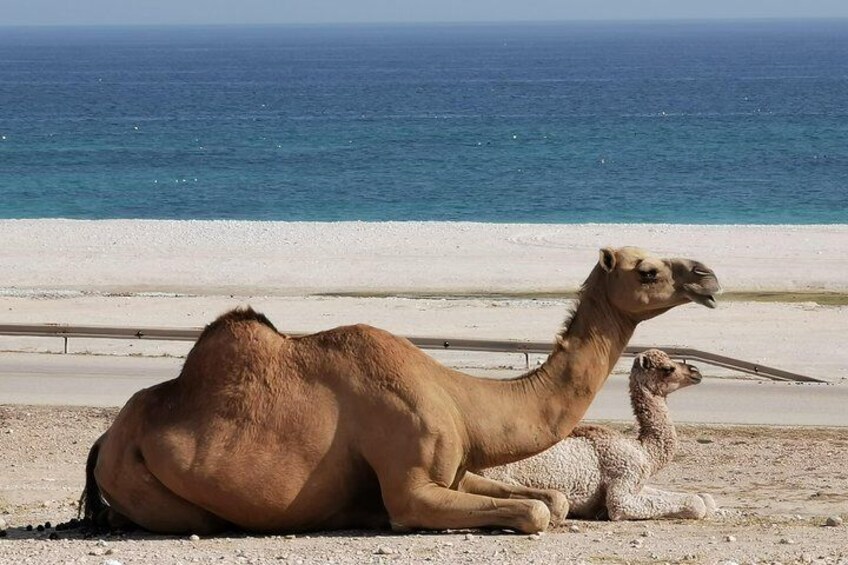 Half Day Tour - Discover beauty of east Salalah.