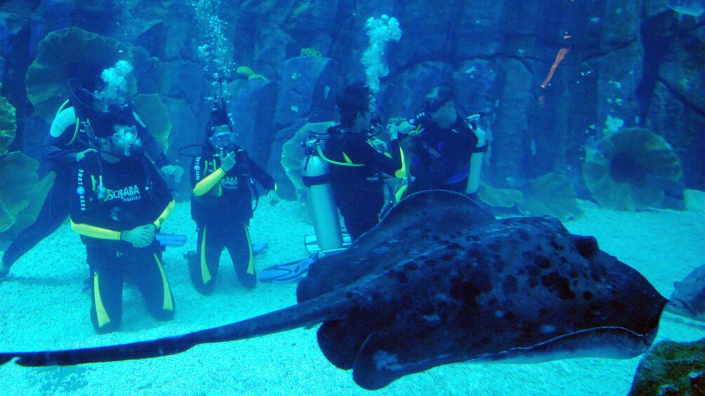 Scuba Diving with Sharks at Dubai Aquarium