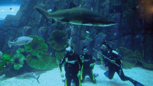 Plongée sous-marine avec les requins à l'Aquarium de Dubaï