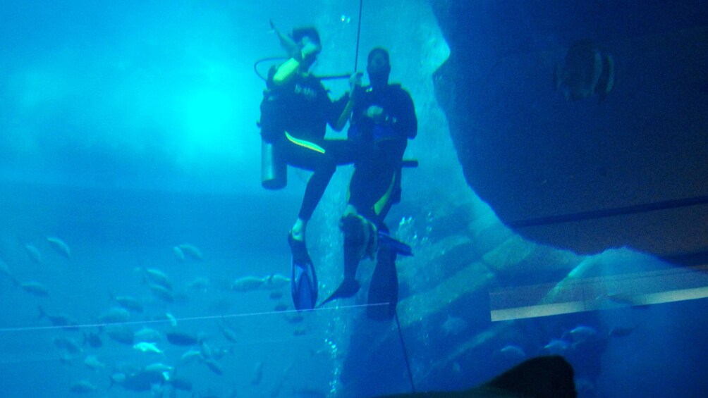 Scuba Diving with Sharks at Dubai Aquarium