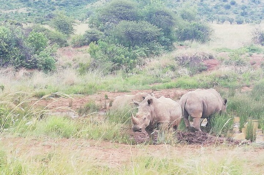 Pilanesberg & Safari Lion Park