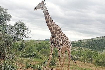 Pilanesberg & Lion & Safari Park