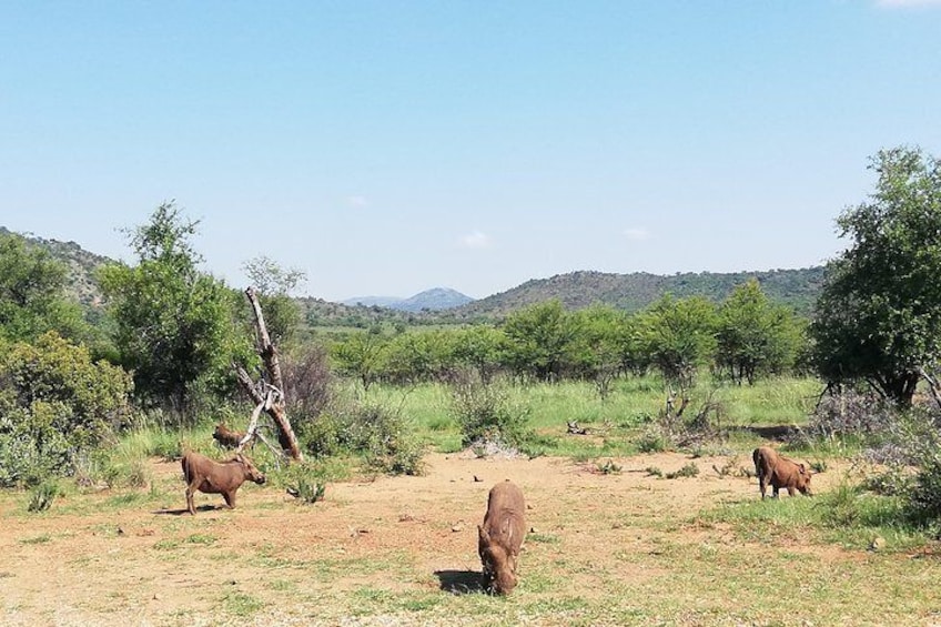 Pilanesberg & Safari Lion Park