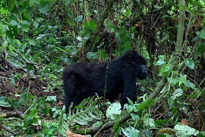 6 日 盧安達烏幹達經濟野生動物之旅