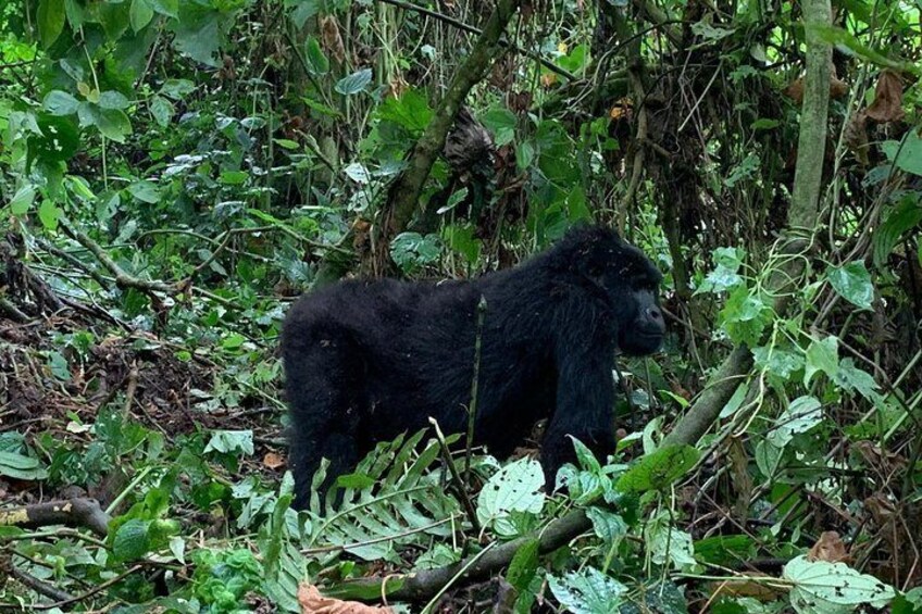 6 Days Rwanda Uganda Wildlife Safari