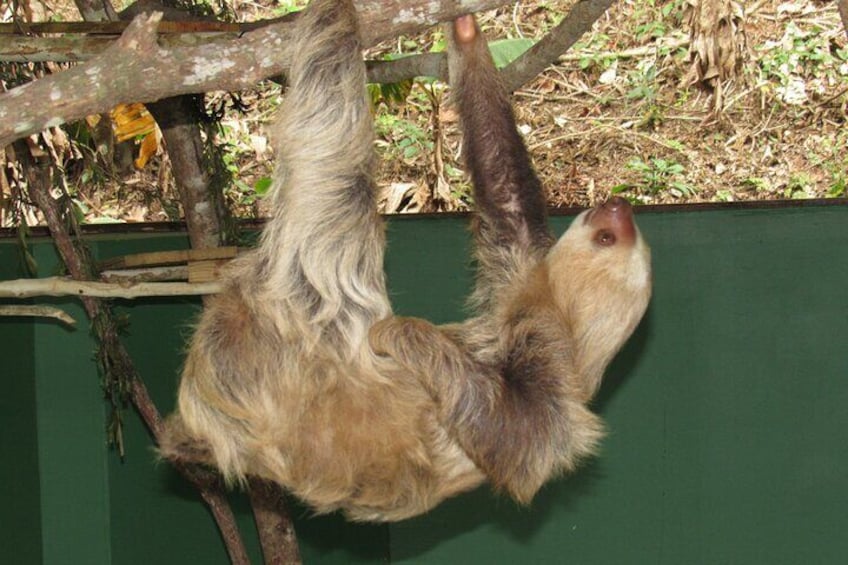 Combo: Sloth Sanctuary and Gatun Lake Trip