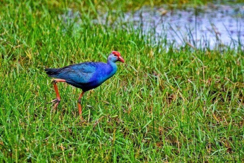 Muthurajawela Bird Watching Boat Tour