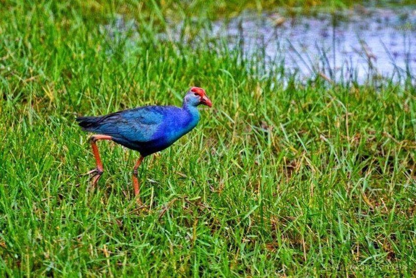 Muthurajawela Bird Watching Boat Tour