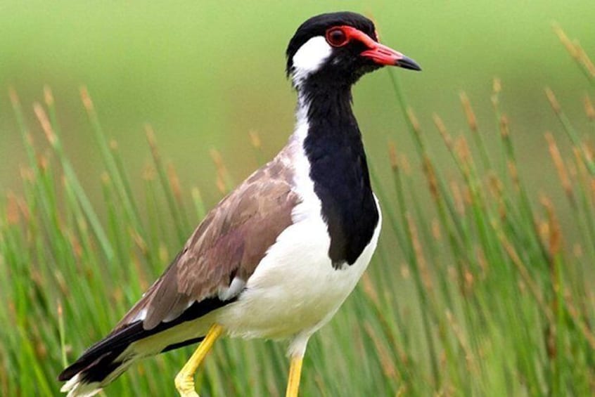 Muthurajawela Bird Watching Boat Tour