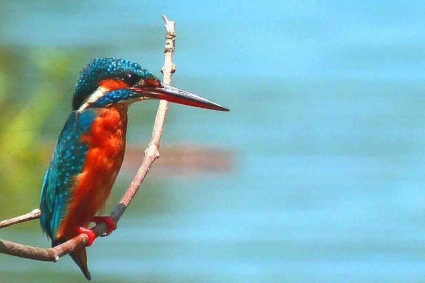 Muthurajawela Bird Watching Boat Tour