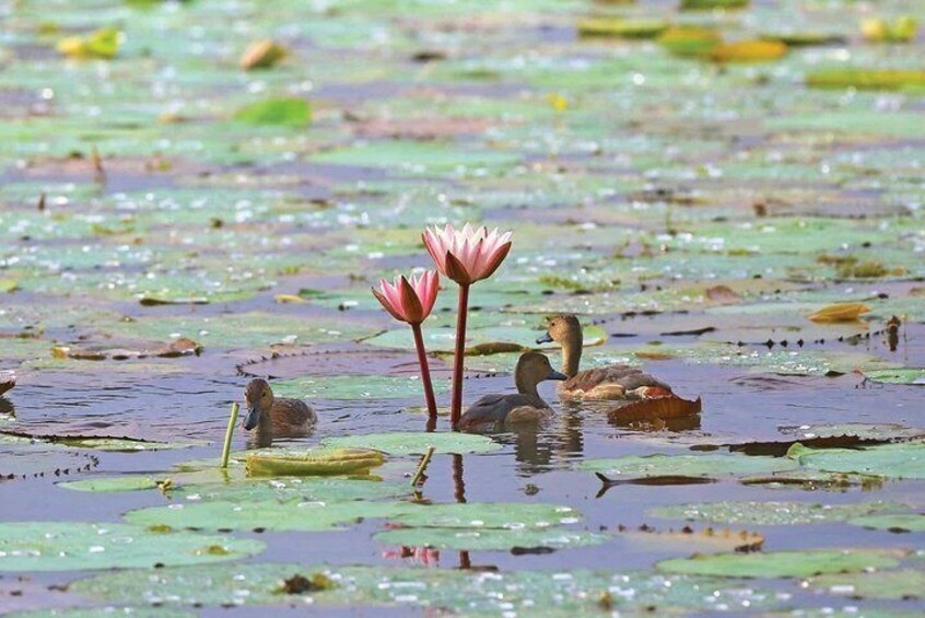 Muthurajawela Bird Watching Boat Tour