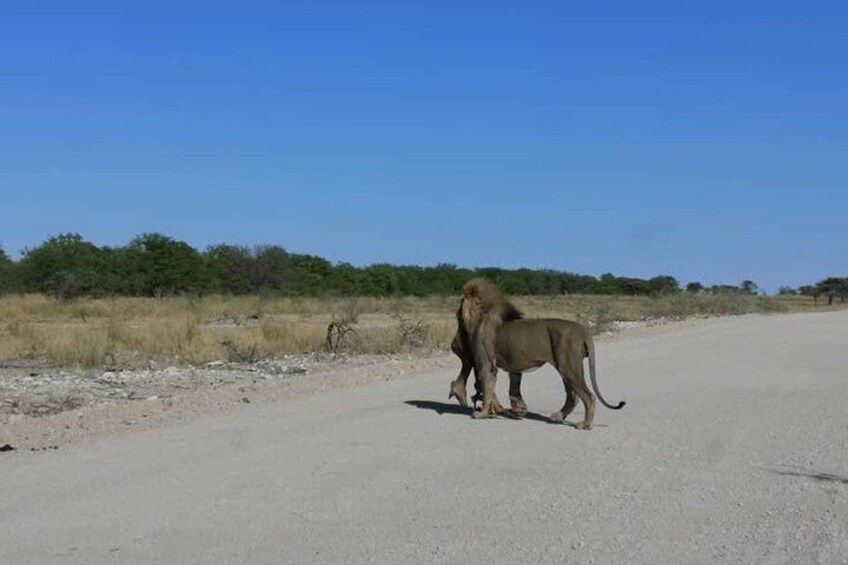 Lion- Etosha
