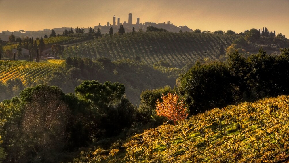 vineyards covering the rolling hills in Italy