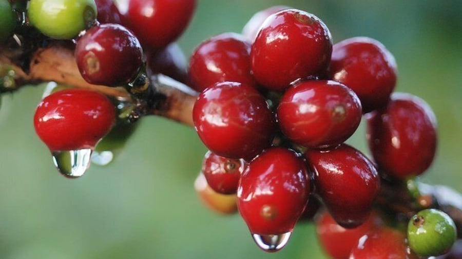 3-in-1 Monteverde Cloud Forest Coffee, Chocolate and Sugar Cane Tour