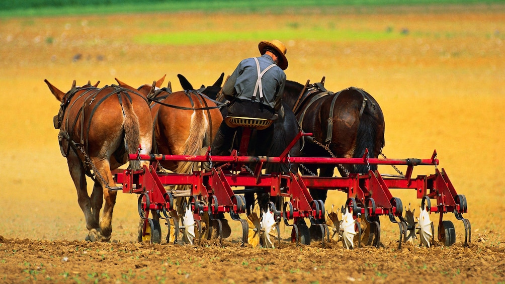 Amish farmer with horse drawn plow in Pennsylvania