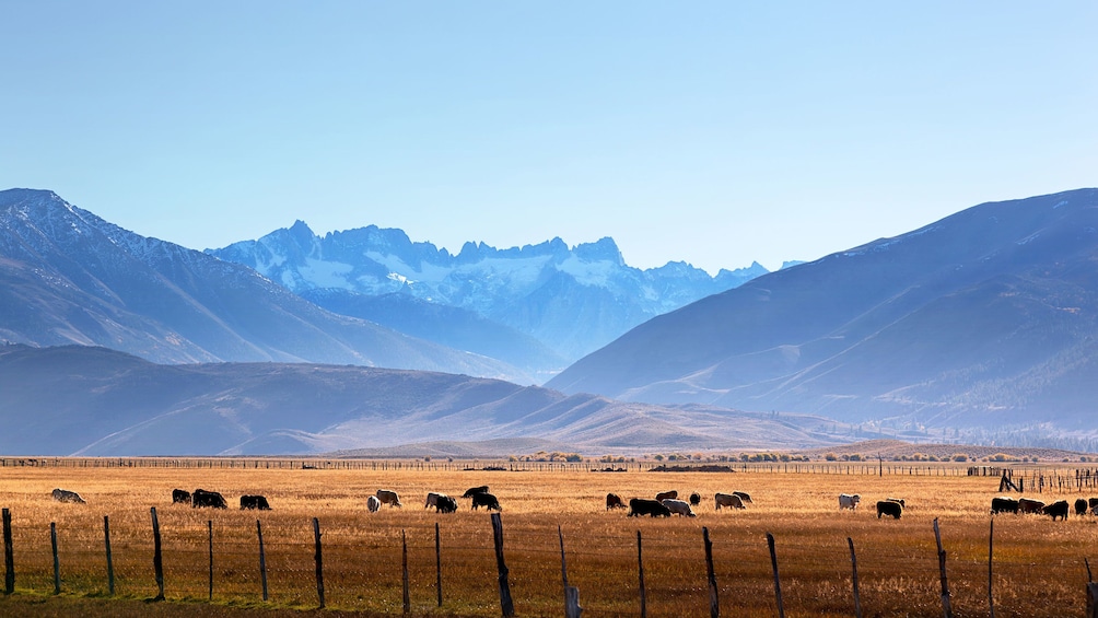 Mountains and cows grazing in a field in Utah. 
